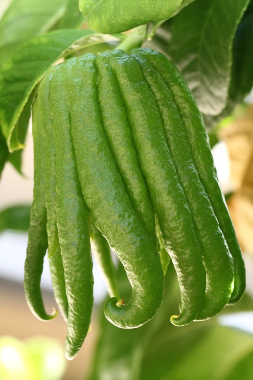 buddha's hand